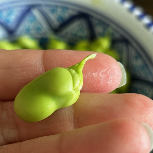 come riconoscere se la fava è fresca