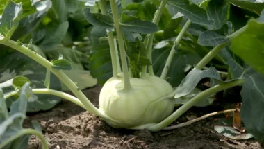 Cavolo rapa un ortaggio inusuale ma nutriente