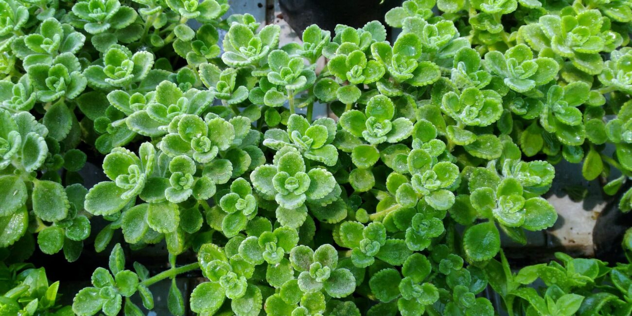 Origano cubano: come usarlo in cucina e coltivarlo al meglio