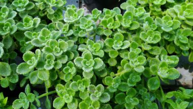 Origano cubano: come usarlo in cucina e coltivarlo al meglio